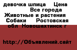 девочка шпица  › Цена ­ 40 000 - Все города Животные и растения » Собаки   . Ростовская обл.,Новошахтинск г.